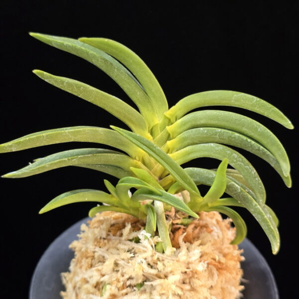 변천 弁天 Benten