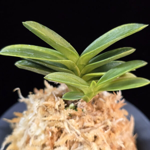 성관 聖冠  Seonggwan