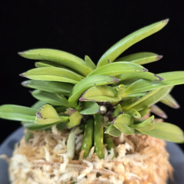 서현 瑞玹 Seohyeon