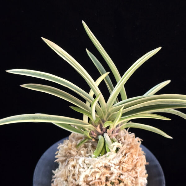 수정복륜 水晶覆輪 Suishou Fukurin