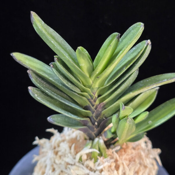 용천문 龍天門 Ryongcheonmun