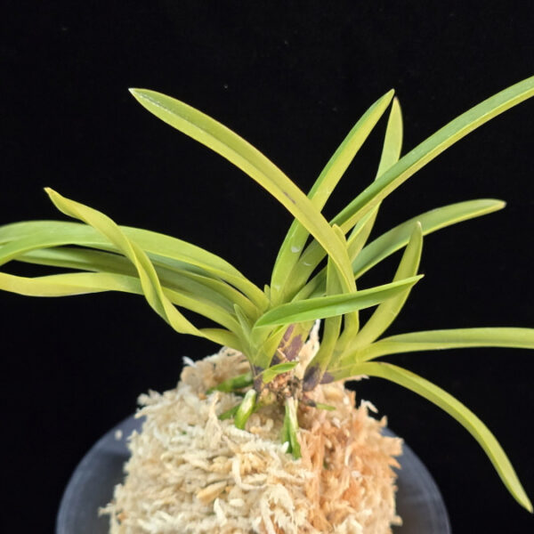 유성 流星 Ryusei