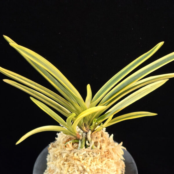 대관 大観 Daegwan(Taikan)