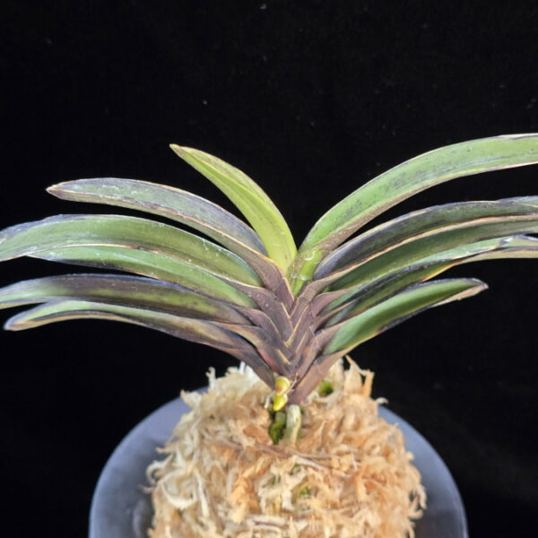 왕조 王朝  Wangjo