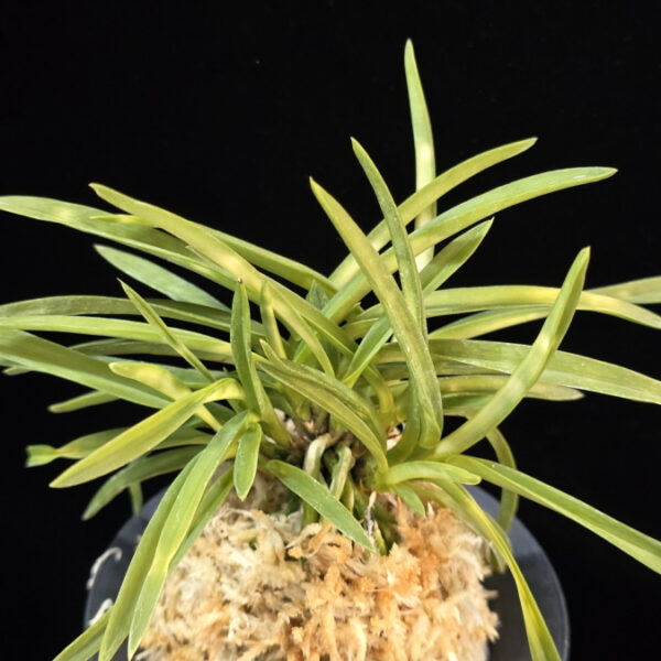 홍형 紅蛍 Benibotaru