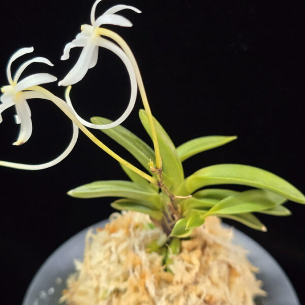 천사환 天賜丸 Cheonsahwan