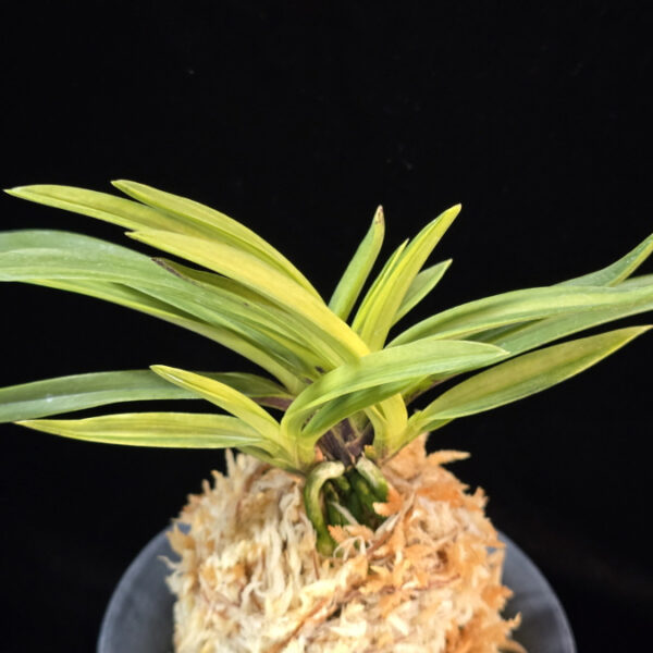 은하 銀河 Eunha (White roots)