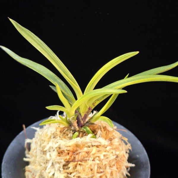 은하 銀河 Eunha (White roots)