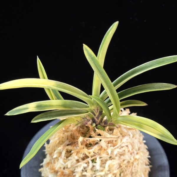 설경관 雪景冠 Seolgyeonggwan