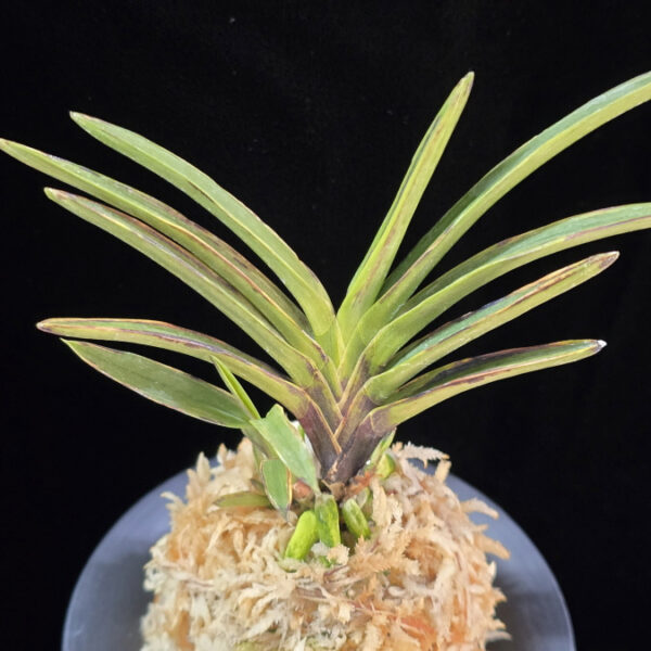 발해 渤海 Balhae