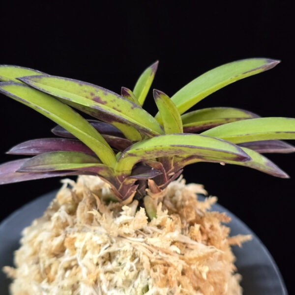 열정 熱情 Yeoljeong