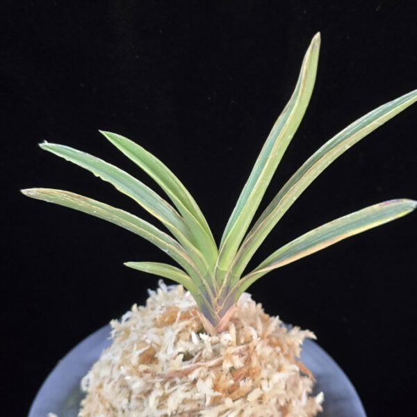 신라 新羅 Sinra (Shiragi)