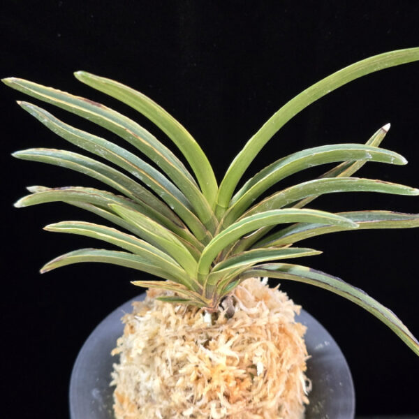 신라 新羅 Sinra (Shiragi)