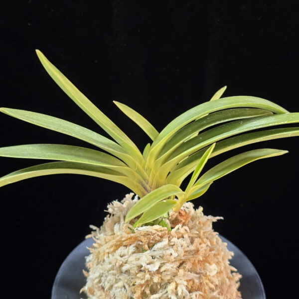 백천황 白天晃 Hakutenko ( White root)