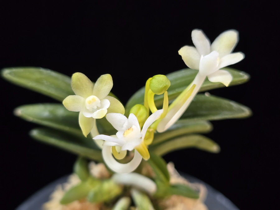 대천재 大千載 Daisenzai (Tetraploid of Senzai) 대천재 大千載 Daisenzai (Tetraploid of Senzai)