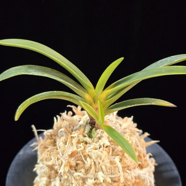 진월 真月 Shingetsu