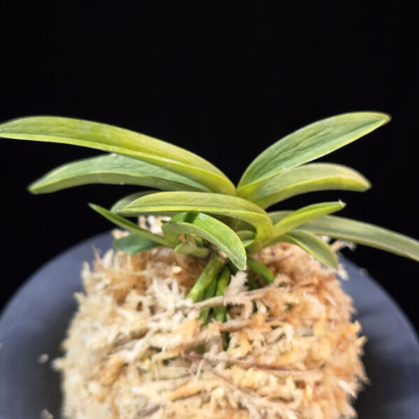 대호 大虎 Daeho (Onamisekai Tora)