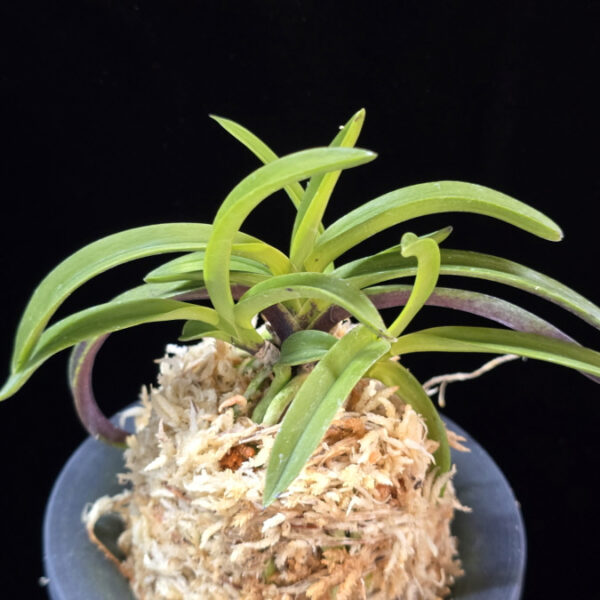 산취설 山吹雪 Yamafubuki