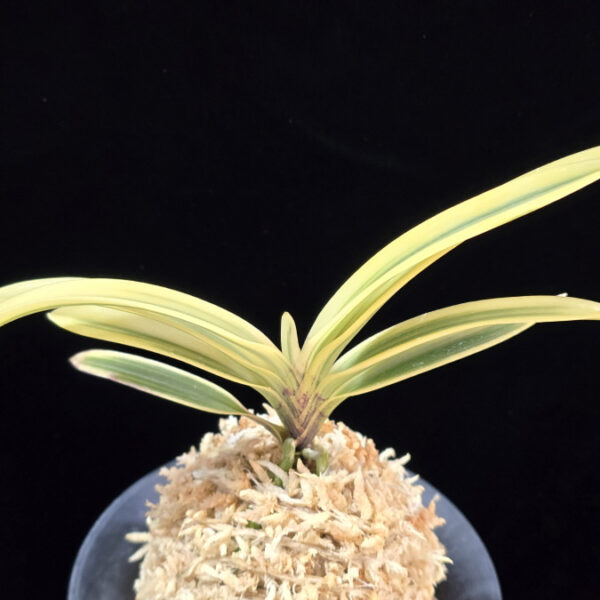 백옥루 白玉樓 Baekokru