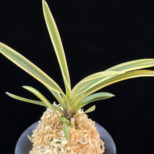 유리 琉璃 Yuri (Amami Kanpaku)