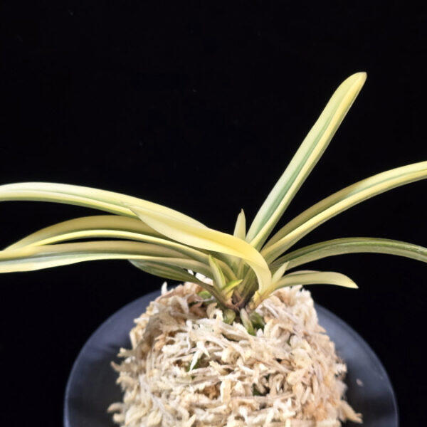 관악 冠岳  Gwanak