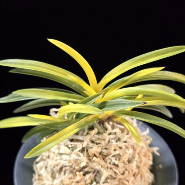 서천금 瑞泉錦 Seocheongeum (Zuiun Shima)