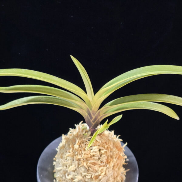 취설 吹雪  Chwiseol