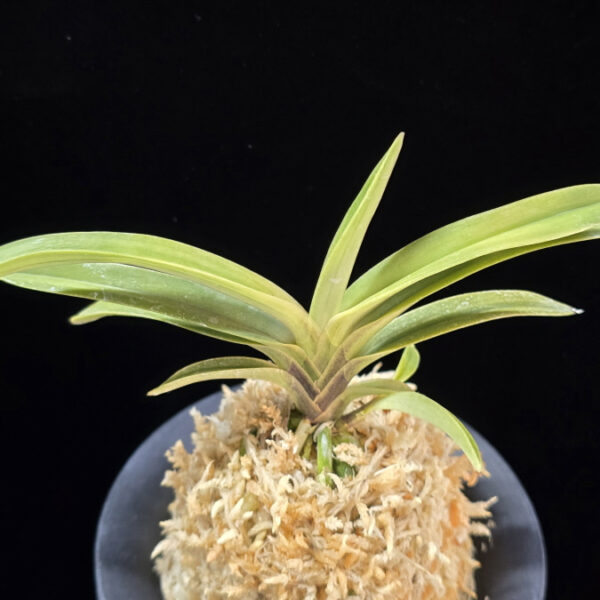 취설 吹雪  Chwiseol