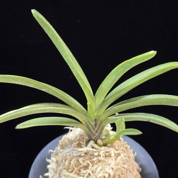 여은백호 麗殷白縞 Yeoeun Shiroshima