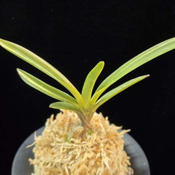 여은백호 麗殷白縞 Yeoeun Shiroshima