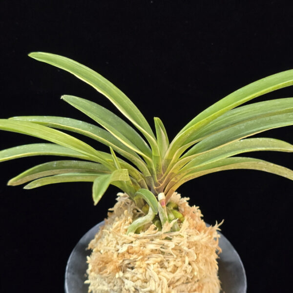 여은백호 麗殷白縞 Yeoeun Shiroshima