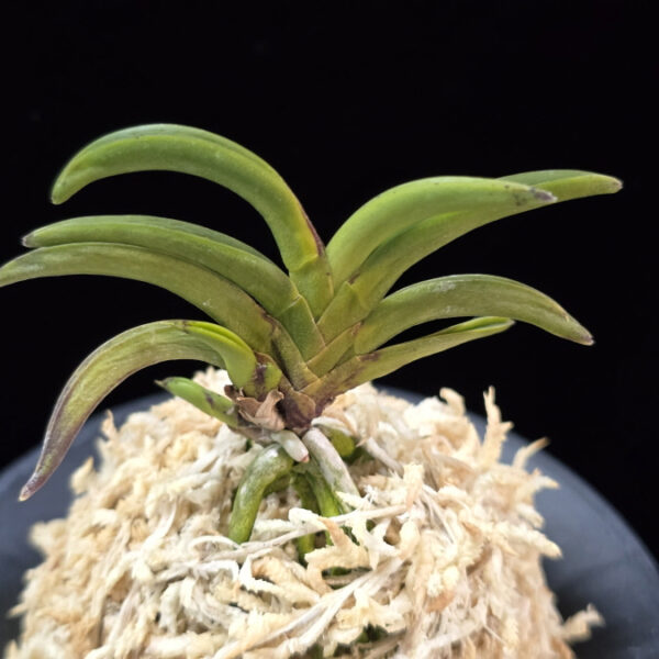 변경환 弁慶丸 Benkeimaru