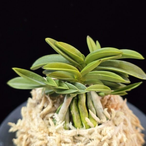 청진주 青真珠 Cheongjinju(Aoshinju)