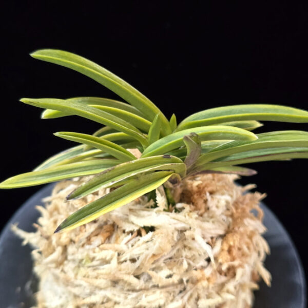 청로송 靑鷺松 Cheongrosong