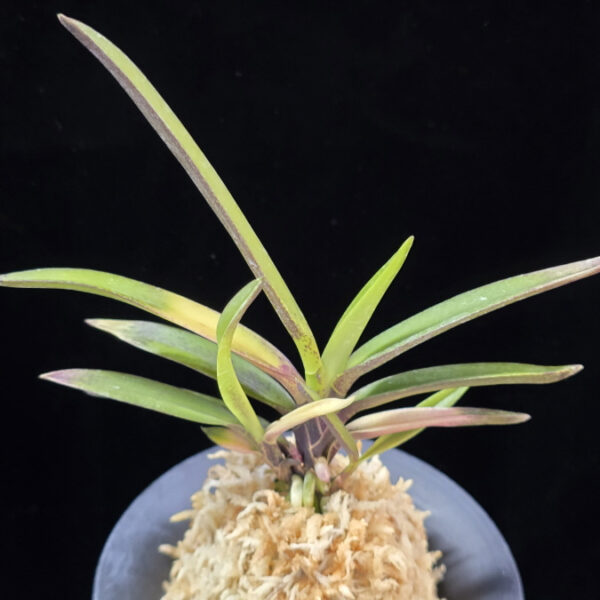 대하 大河 Daeha(Taiga) (Ruby root)