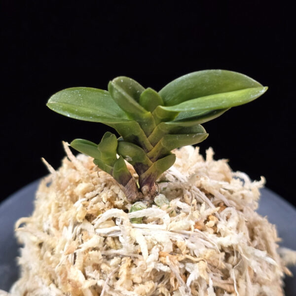 불이환 不二丸 Bulihwan