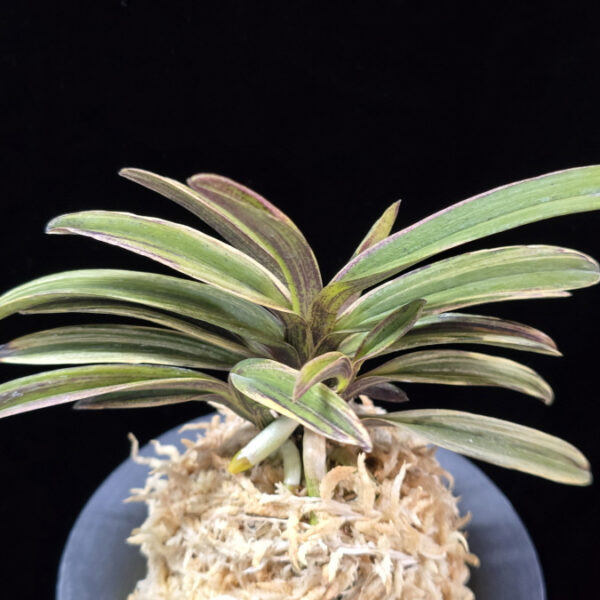 신화 新華 Sinhwa