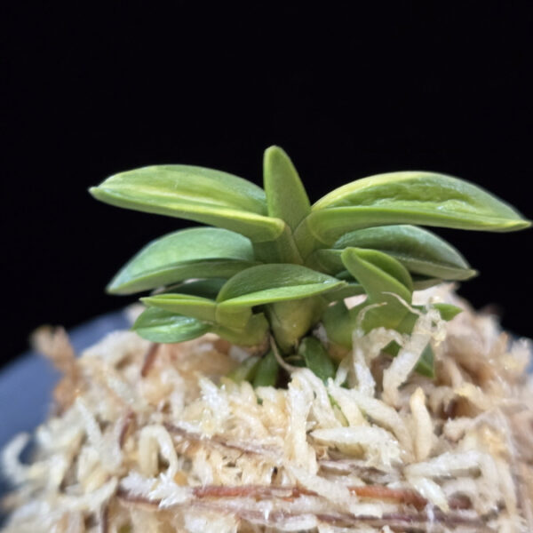 취월호 翠月湖 Chwiwolho(Seedling)