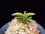 취월호 翠月湖 Chwiwolho(Seedling)