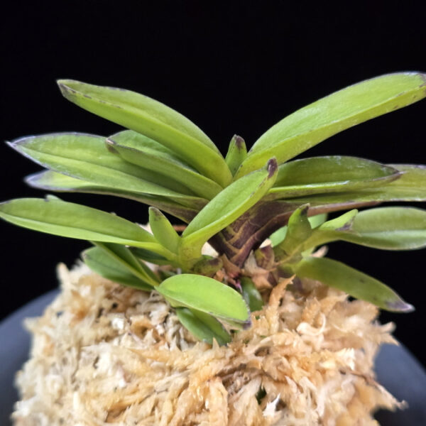 주홍성 朱紅星 Juhongseong