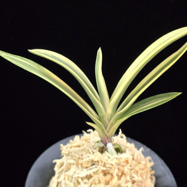 대백관 大白冠 Daebaekgwan