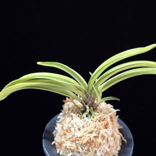 백희설 白熙雪 Baekhuiseol