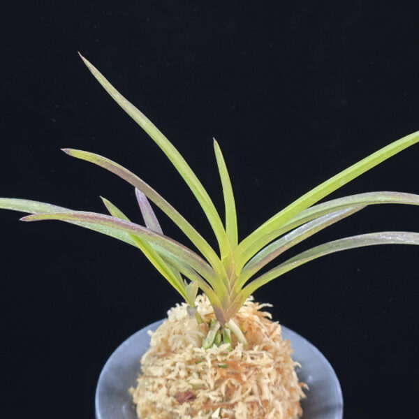 삼지연 三池淵 Samjiyeon (3 spur)