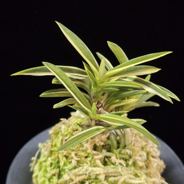 백결단엽 白潔短葉 Hakugetsu Tanba