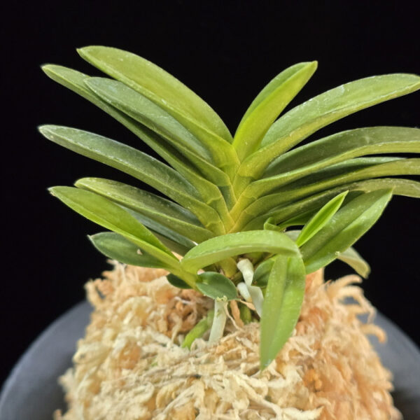 두환 兜丸 Kabutomaru