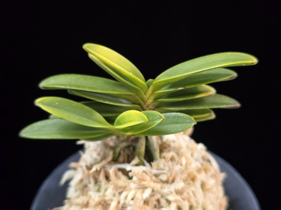 추옥보 秋玉寶 Chuokbo 추옥보 秋玉寶 Chuokbo