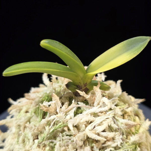 추옥보 秋玉寶 Chuokbo