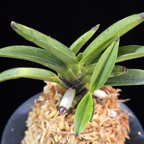 천하장사 天下壯士 Cheonhajangsa