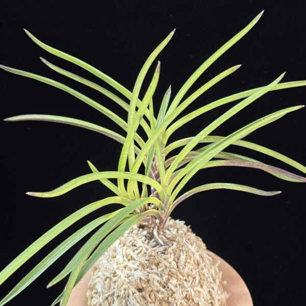 화전 花纏 Hanamatoi (3spur)