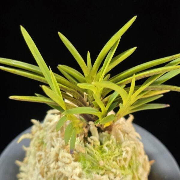 무선 舞扇 Maiougi